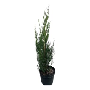 Oszlopos leylandi ciprus (cupressocyparis leylandii ‘green rocket’)