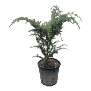 Himalájai cédrus (cedrus deodara ‘prostrata’)