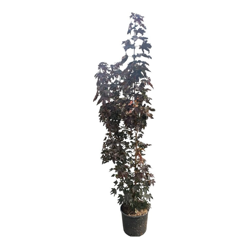Bordó levelű oszlopos juhar (acer platanoides ‘crimson sentry’)