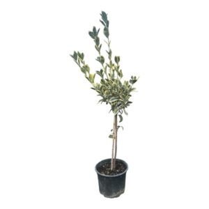 Törzses tarka japán kecskerágó (euonymus japonicus ‘bravo’)