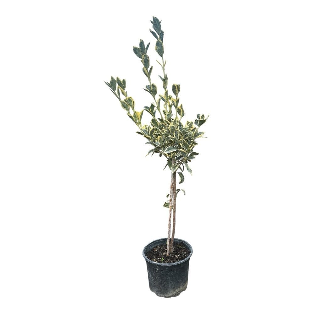Törzses tarka japán kecskerágó (euonymus japonicus ‘bravo’)