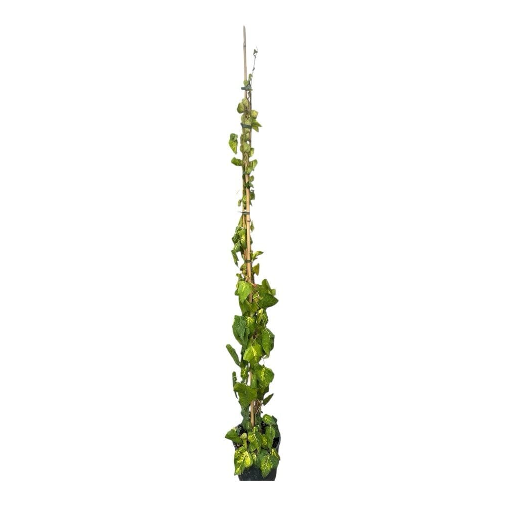 Kaukázusi borostyán (Hedera colchica ‘Sulphur Heart’)