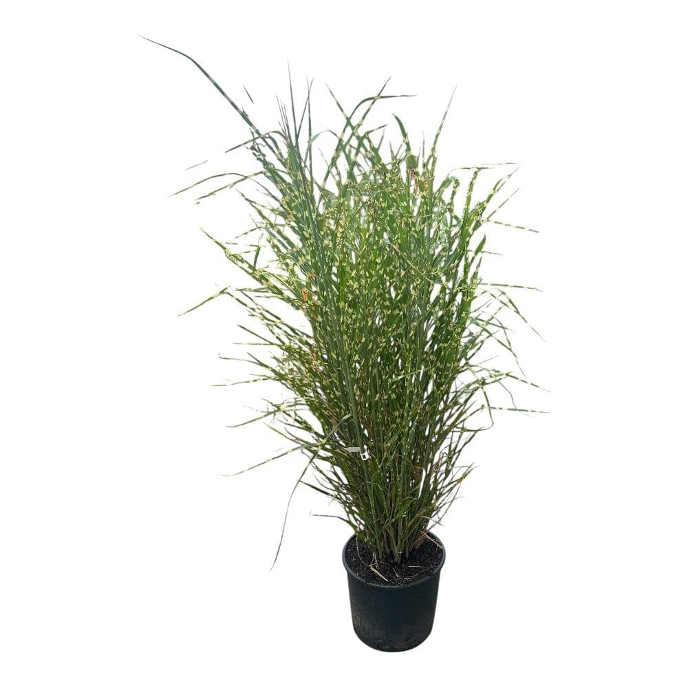 Zebrafű (Miscanthus sinensis ‘Zebrinus’)