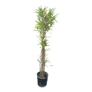 Japán bambusz (Bambusa japonica ‘Tsutsumiana’)