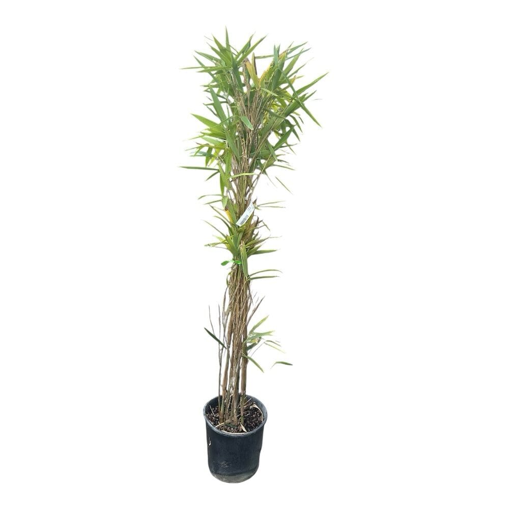 Japán bambusz (Bambusa japonica ‘Tsutsumiana’)
