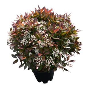 Korallberkenye (photinia serrulata ‘Red Robin’) gömb forma