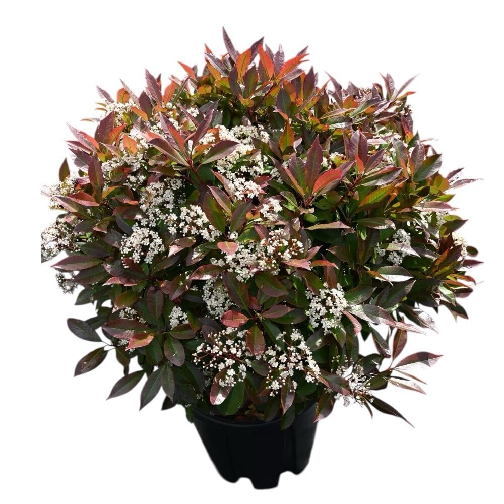 Korallberkenye (photinia serrulata ‘Red Robin’) gömb forma