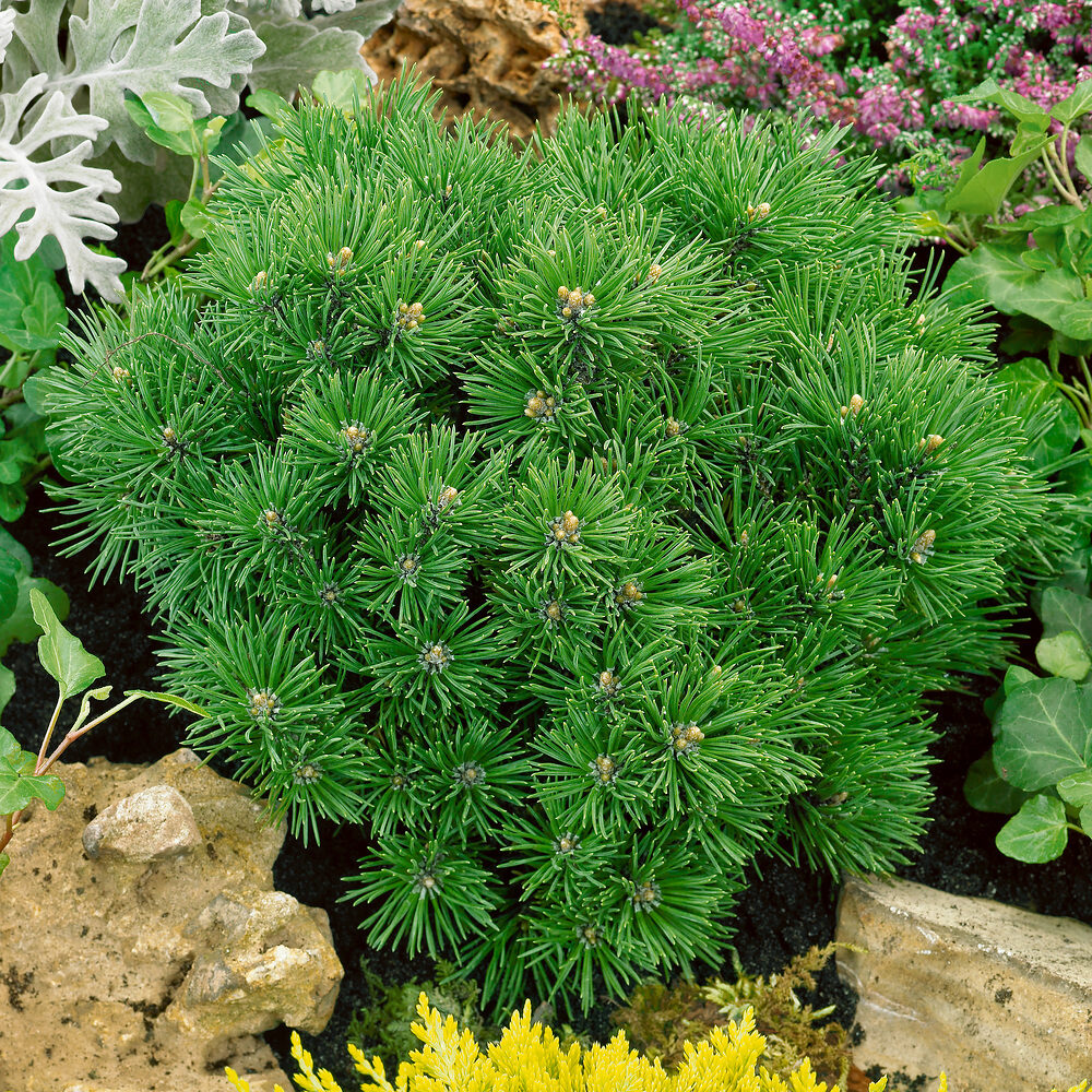 Mops törpefenyő (pinus mugo ‘mops’)