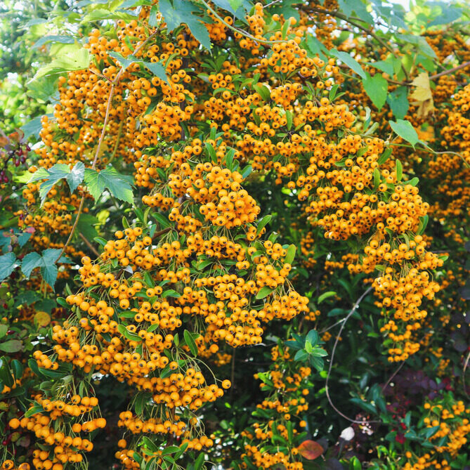 Tűztövis (pyracantha hybrida ‘Soleil d’Or’)