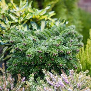 Nordmann fenyő ‘Münsterland’ (abies nordmanniana ‘munsterland’)