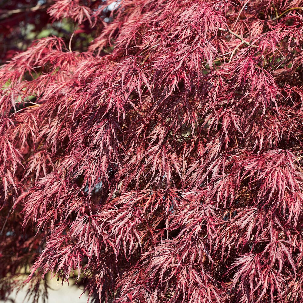 Csüngő japán juhar ‘Inaba-shidare’ (acer palmatum ‘inaba-shidare’)