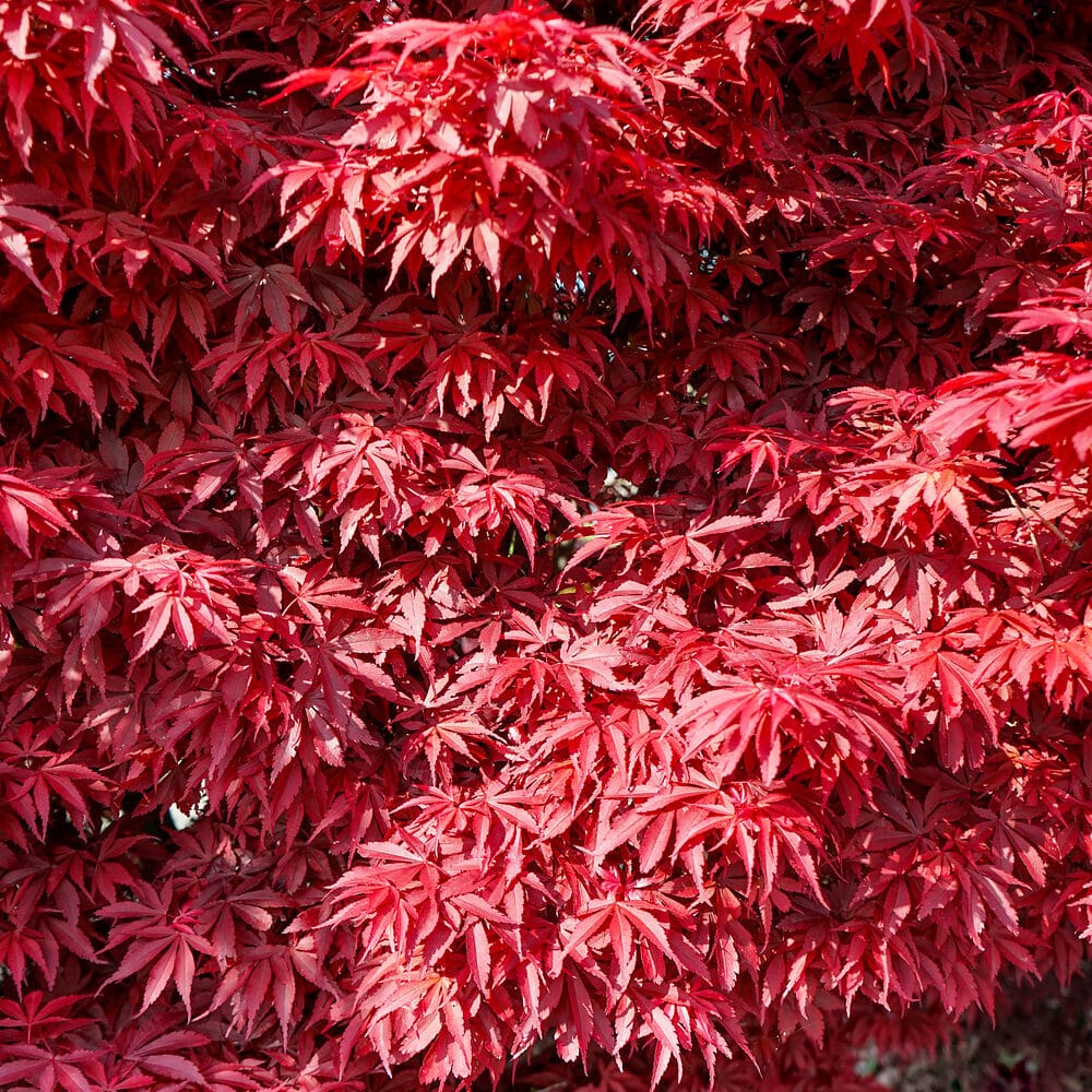 Japán juhar ‘Skeeter’s Broom’ (Acer palmatum ‘Skeeter’s Broom’)
