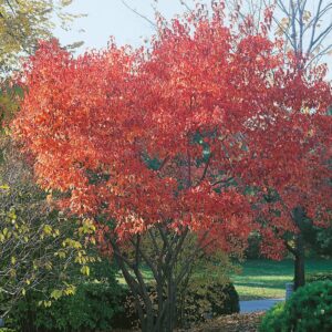 Tűzvörös juhar (acer ginnala)