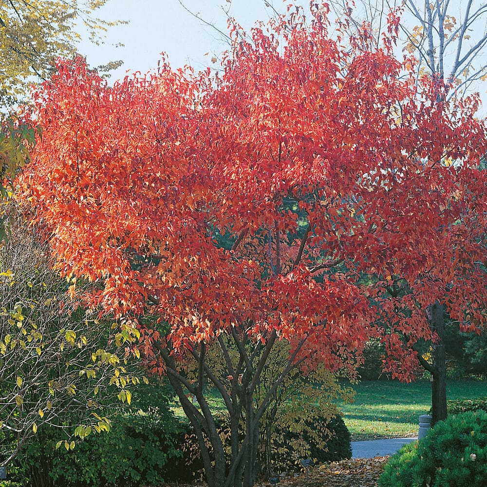Tűzvörös juhar (acer ginnala)