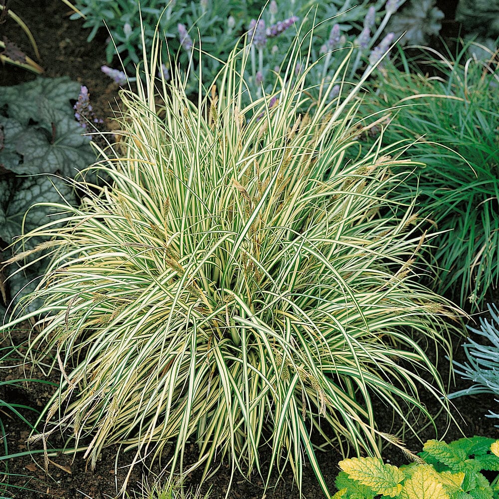Tarka levelű japán kálmos (acorus gramineus ‘argenteostriatus’)