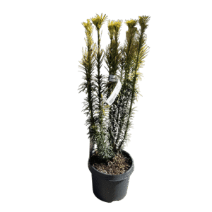 Aranysárga japán szilvafenyő (Cephalotaxus harringtonia ‘Korean Gold’)