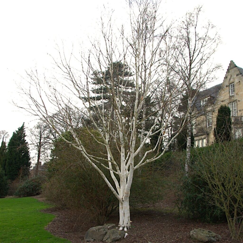Himalájai nyír (Betula utilis)