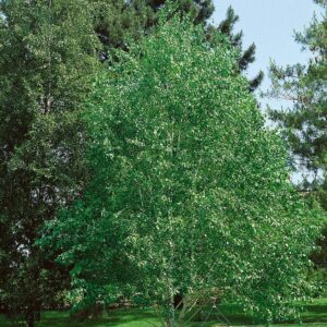 Himalájai nyír (Betula utilis)