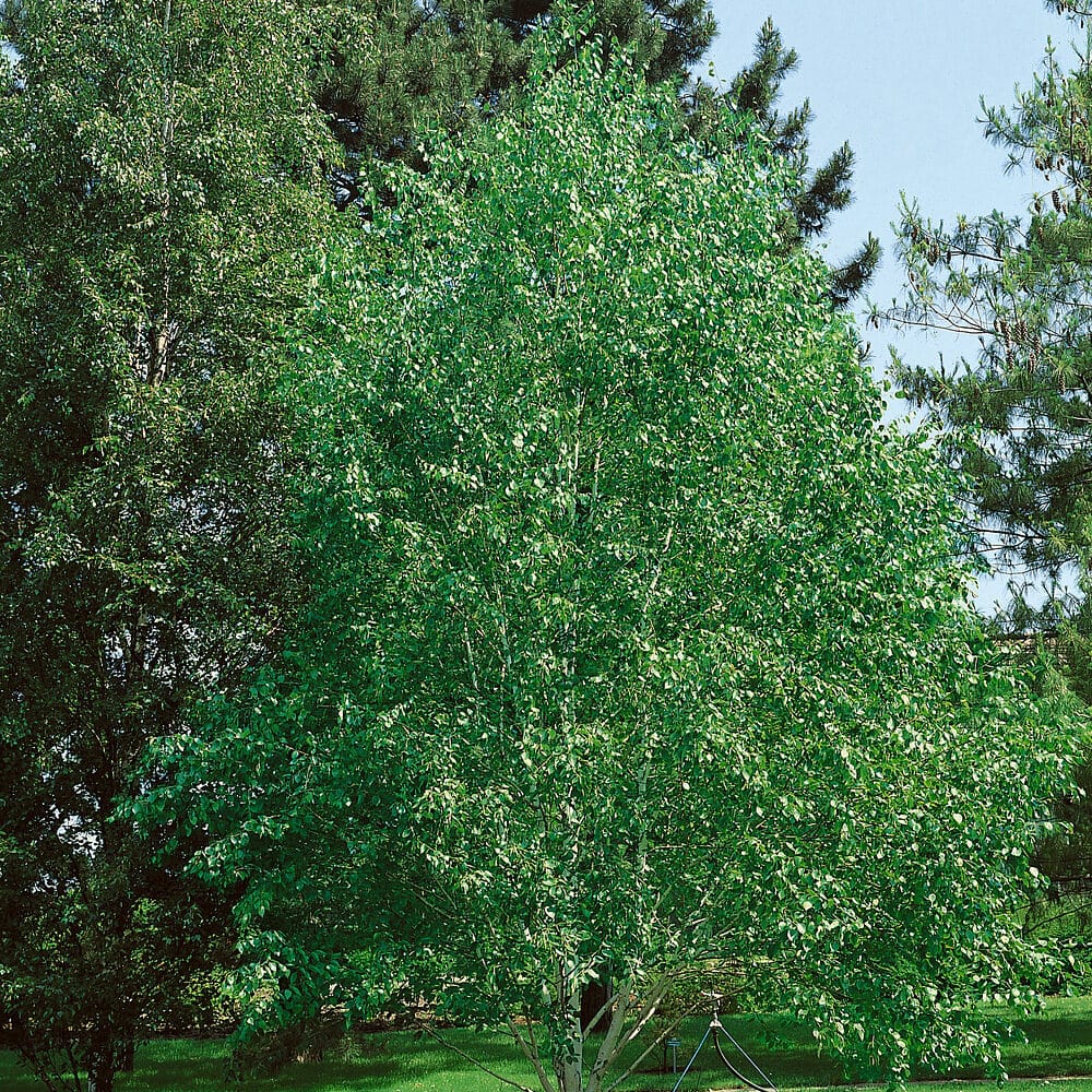 Himalájai nyír (Betula utilis)