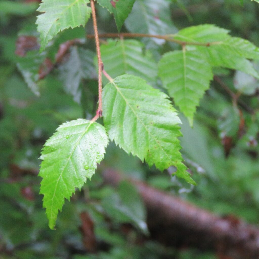Himalájai nyír (Betula utilis)
