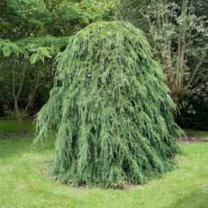 Atlasz cédrus – Cedrus atlantica