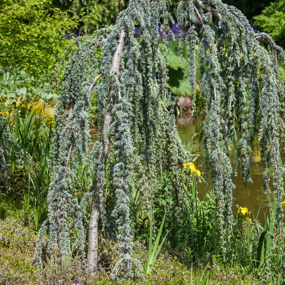 Csüngő atlasz cédrus (cedrus atlantica ‘glauca pendula’)