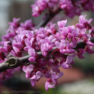 Bordó levelű júdásfa (Cercis canadensis ‘Merlot’)