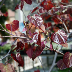 Júdásfa (cercis canadensis ‘Forest Pansy’)