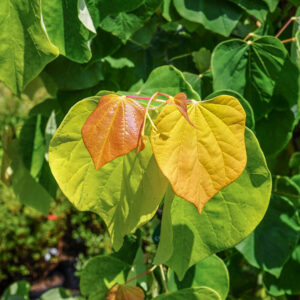 Színjátszó júdásfa (Cercis canadensis ‘The Rising Sun’)