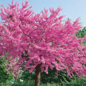 Júdásfa (Cercis siliquastrum)