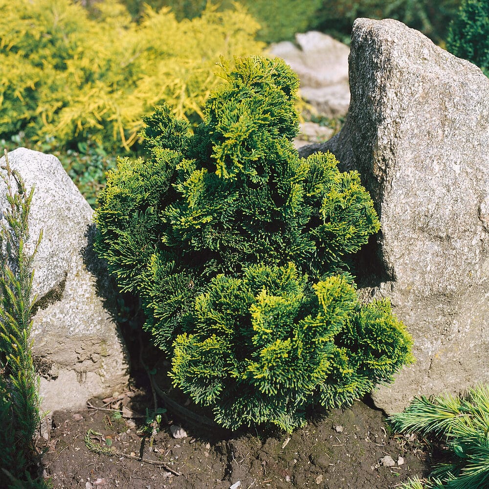 Tompalevelű hamisciprus ‘Nana Gracilis’ (Chamaecyparis obtusa ‘Nana Gracilis’)