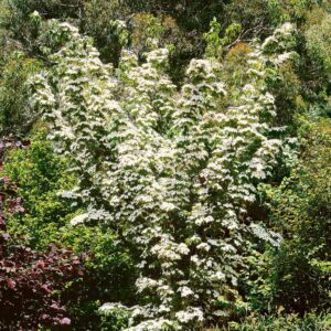 Kínai japán som (Cornus kousa ‘Chinensis’)