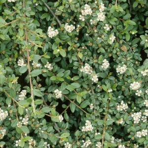 Dammer-madárbirs (Cotoneaster dammeri ‘Queen of Carpets’)