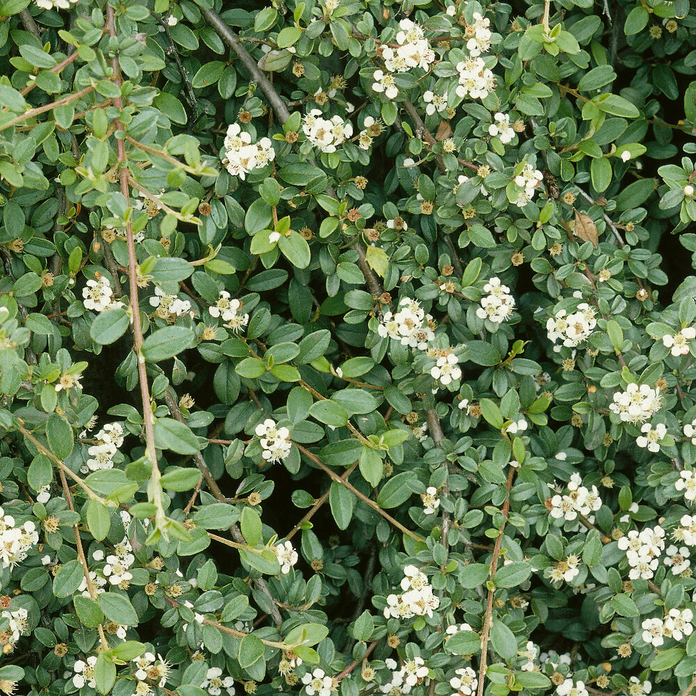 Dammer-madárbirs (Cotoneaster dammeri ‘Queen of Carpets’)