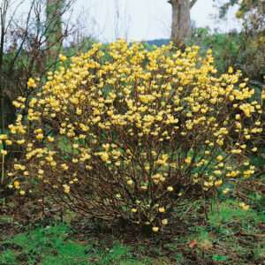 Nagyvirágú papírcserje (Edgeworthia chrysantha ‘Grandiflora’)