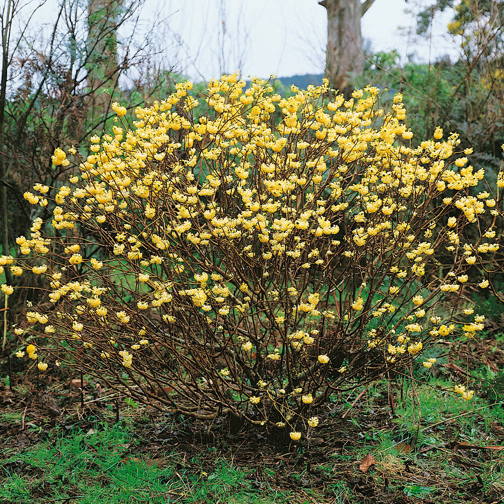 Nagyvirágú papírcserje (Edgeworthia chrysantha ‘Grandiflora’)