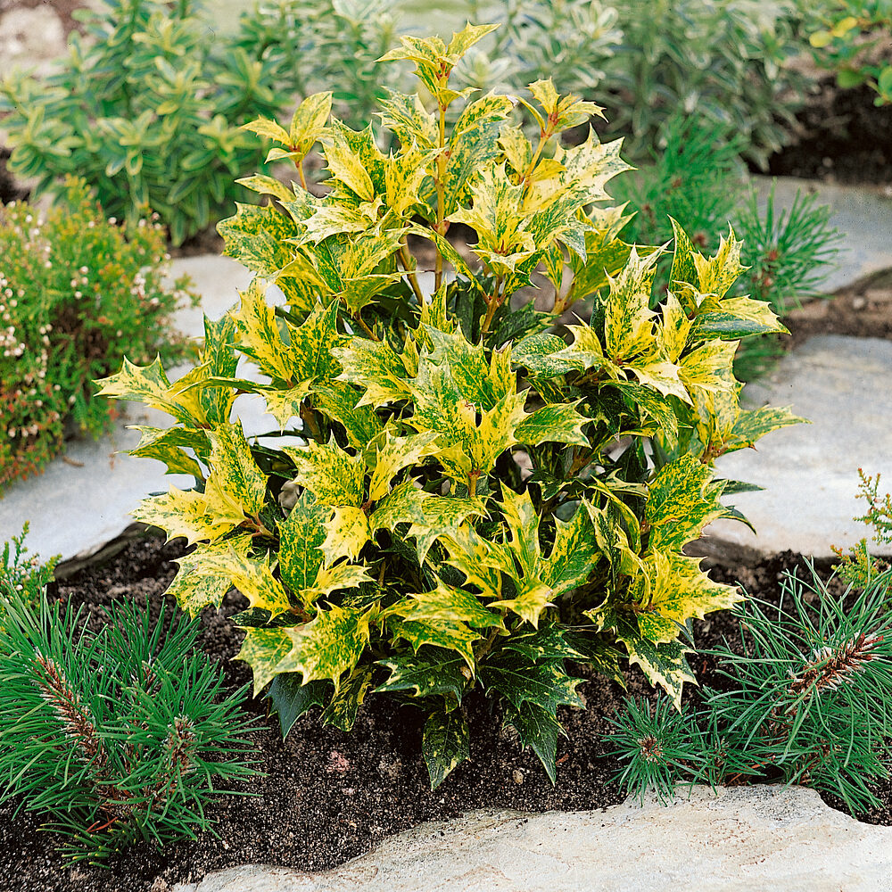 Illatos bangita (Osmanthus heterophyllus)