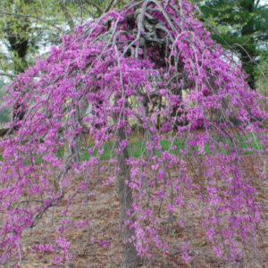 Júdásfa (cercis canadensis ‘Cascading Hearts’)