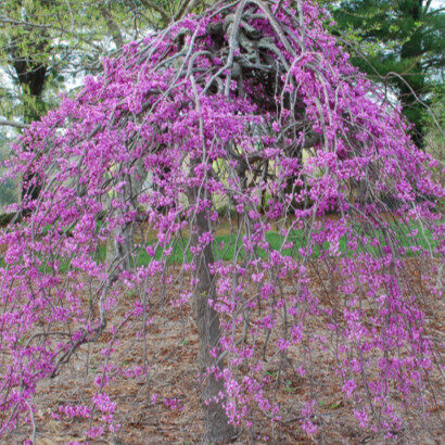 Júdásfa (cercis canadensis ‘Cascading Hearts’)