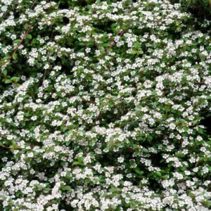 Dammer-madárbirs (Cotoneaster dammeri ‘Major’)