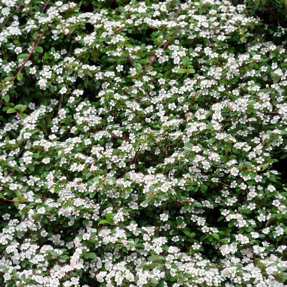 Dammer-madárbirs (Cotoneaster dammeri ‘Major’)