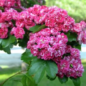 Kétbibés galagonya ‘Paul’s Scarlet’ (Crataegus laevigata ‘Paul’s Scarlet’)