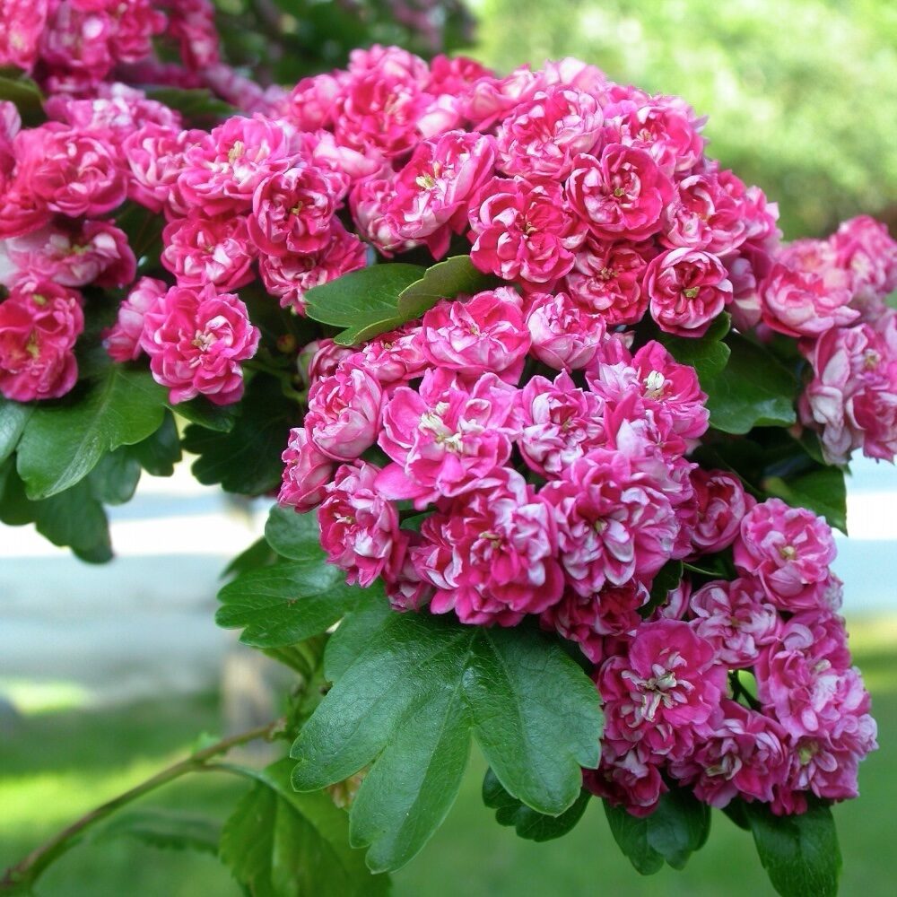 Kétbibés galagonya ‘Paul’s Scarlet’ (Crataegus laevigata ‘Paul’s Scarlet’)
