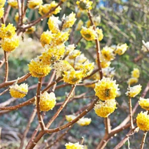 Nagyvirágú papírcserje (Edgeworthia chrysantha ‘Grandiflora’)