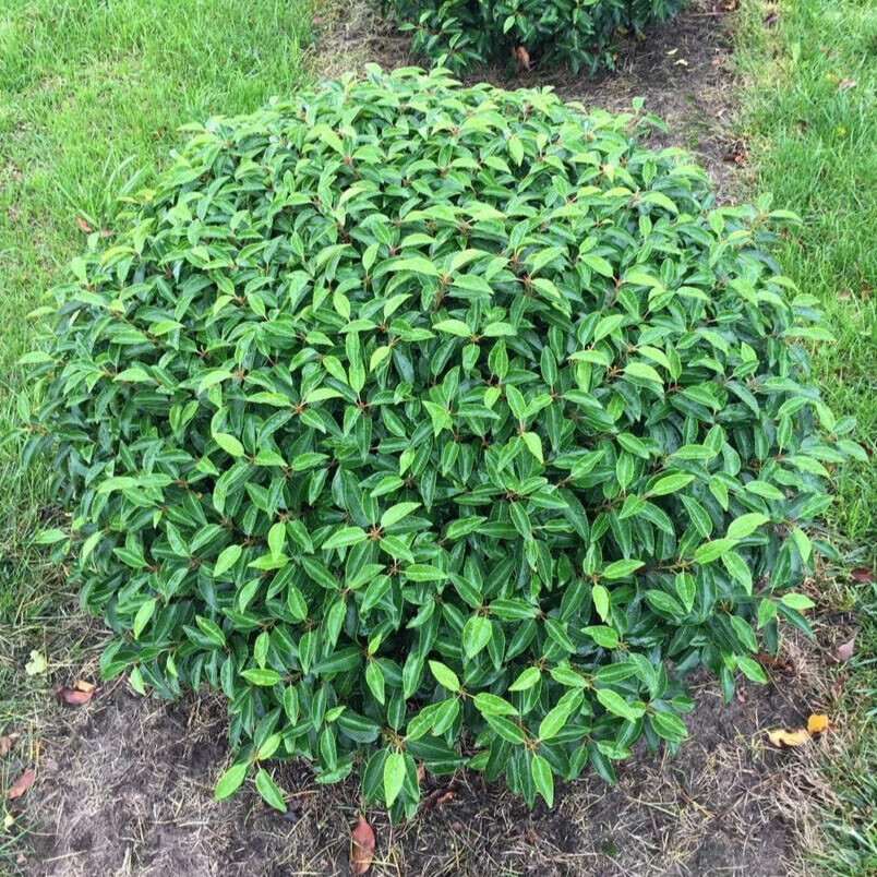 Gömb portugál babérmeggy (‘Prunus lusitanica’ ‘Angustifolia’)