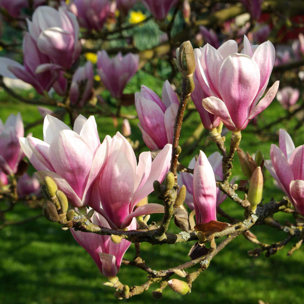 Alacsonytörzsű Nagyvirágú liliomfa (Magnolia soulangiana)