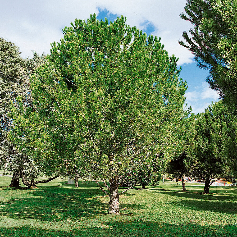 Aleppói fenyő (Pinus halepensis)