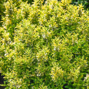 Tarka levelű japán kecskerágó (Euonymus japonicus ‘Microphyllus Aureovariegatus’)