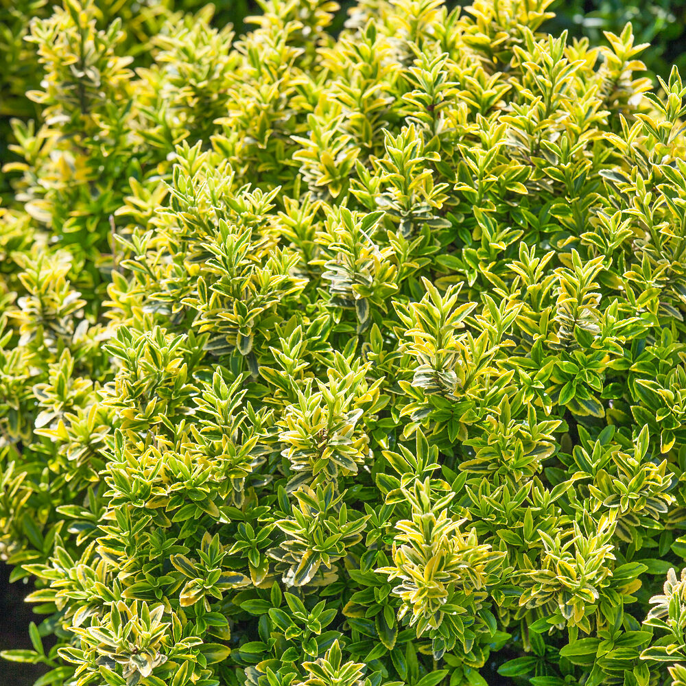 Tarka levelű japán kecskerágó (Euonymus japonicus ‘Microphyllus Aureovariegatus’)
