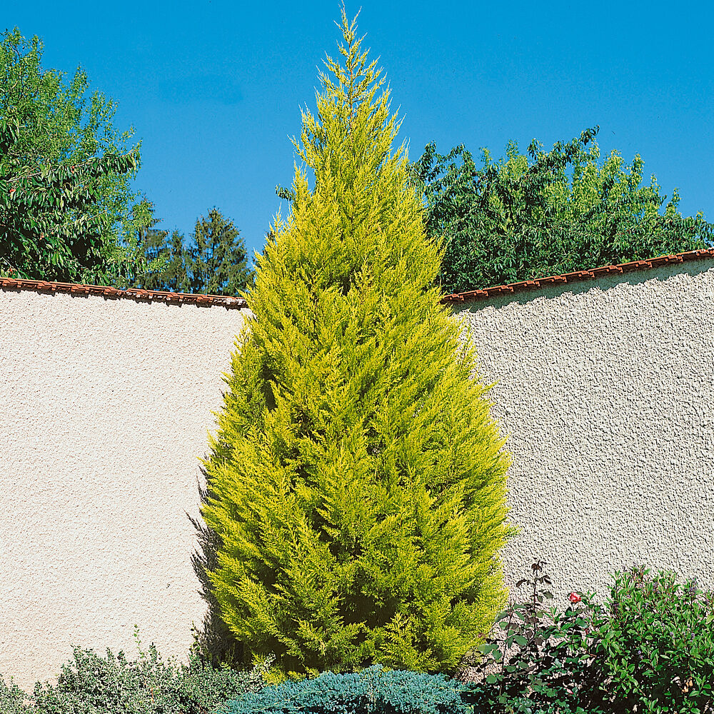 Arany hamisciprus (Cupressus macrocarpa ‘Goldcrest’)